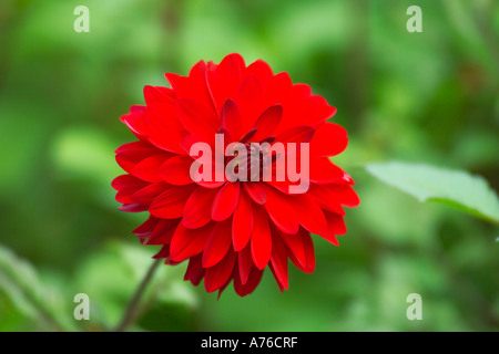 A bright red dahlia flower head against a green background.