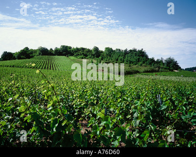 Champagne grapes growing on hillside Stock Photo
