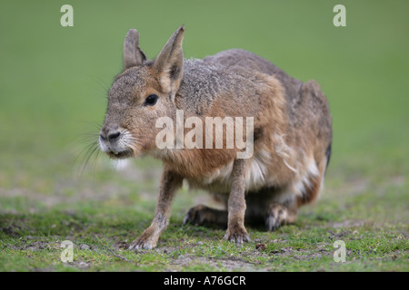 Mara - Dolichotis patagonum Stock Photo