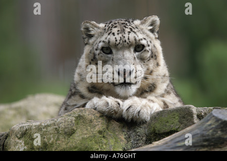 Snow leopard - Uncia uncia or Panthera uncia Stock Photo