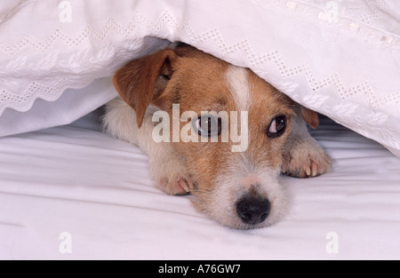 Jack Russell Terrier in human bed Stock Photo