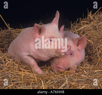 Piglets in Straw Bedding Stock Photo