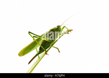 Grasshopper sitting on leaf, side view Stock Photo