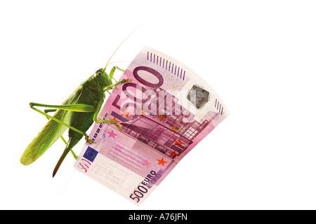 Grasshopper sitting on 500 Euro note, close-up Stock Photo