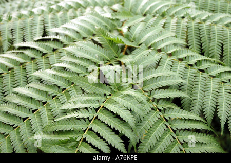 Cyathea australis The Rough Tree Fern Stock Photo