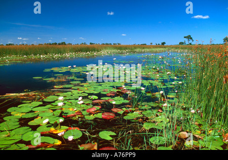 A typical scene of lilies on the Okavango Delta - the world's largest inland delta. Stock Photo