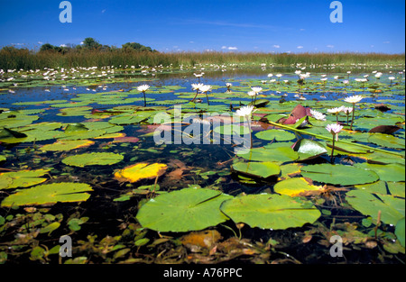 A low wide angle view of lilies on the Okavango Delta - the world's largest inland delta. Stock Photo