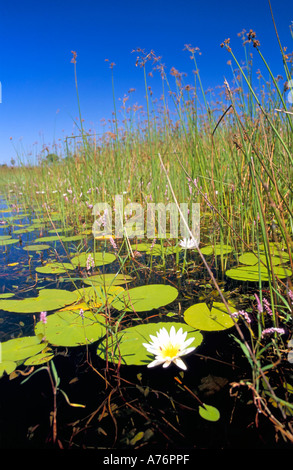 A typical scene of lilies on the Okavango Delta - the world's largest inland delta. Stock Photo