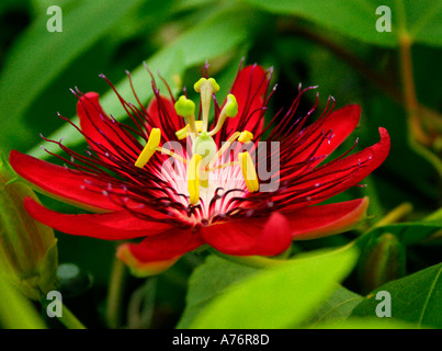 Passion flower Passiflora Lady Margaret hybrid between coccinea and incarnata Stock Photo