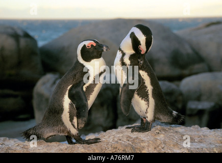 Two Jackass penguins (spheniscus demersus) preening themselves on the rocks.