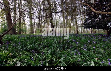 Bluebells in the Oxford University Arboretum at Stanton Harcourt Stock Photo