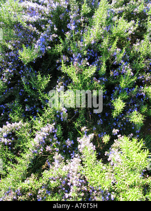 Rosemary on a sunny day Stock Photo