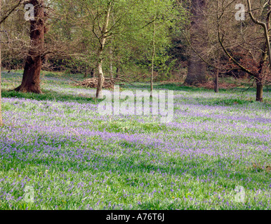 Bluebells in woodland in The Oxford University Arboretum at Stanton Harcourt Stock Photo