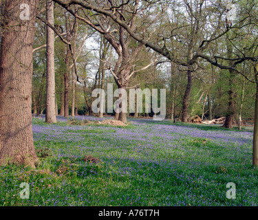 Bluebells in woodland in The Oxford University Arboretum at Stanton Harcourt Stock Photo