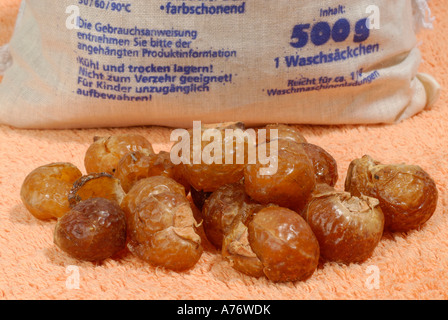 Soapnuts Sapindus Mukorossi - biological detergent Stock Photo
