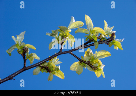 Flowering Quince tree - Cydonia oblonga
