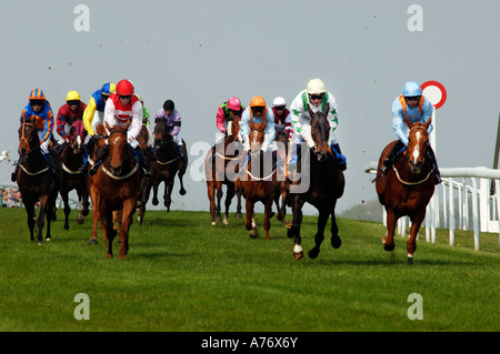Coming up to the finishing post at Brighton races for a neck and neck result Stock Photo
