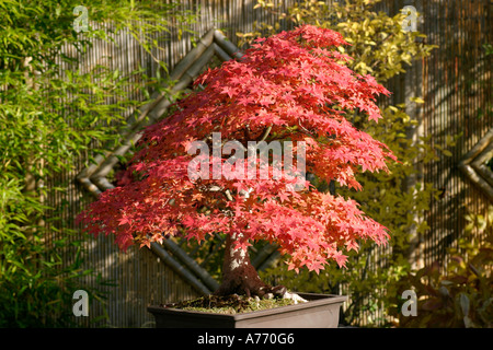 Acer palmatum Deshojo Stock Photo