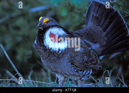 Blue grouse mating posture. Stock Photo