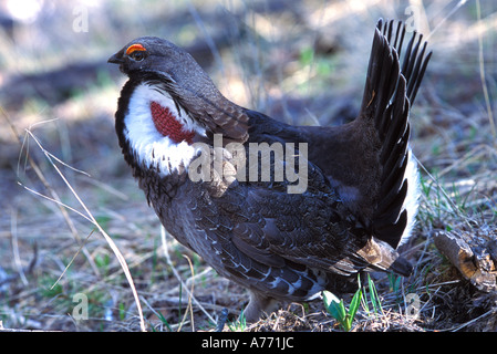 Blue grouse mating posture. Stock Photo