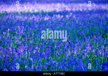 Compressed perspective of bluebells (Hyacinthoides nonscripta) in a forest. Stock Photo
