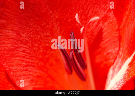 Macro image of a vibrant red gladioli stamen (Gladiolus aureus).
