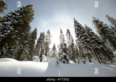 Fresh snowfall on the fir trees and ground in a forest contre-jour. Stock Photo