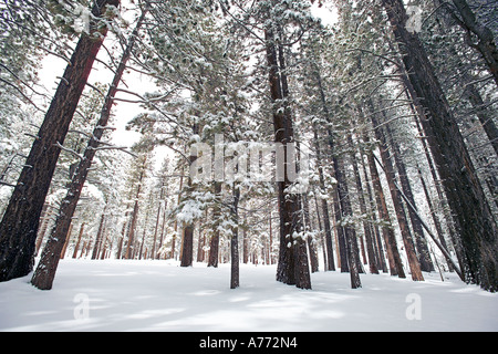 Fresh snowfall on the trees and ground in a forest. Stock Photo