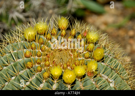 Blue Barrel Cactus Ferocactus glaucescens Saguaro National Park - Arizona -  USA Stock Photo
