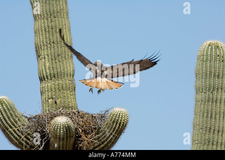 Red-tailed Hawk (Buteo jamaicensis) landing on nest built on a Saguaro Cactus (Canegiea gigantea), Arizona, USA Stock Photo