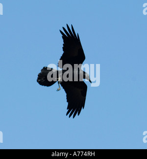 American Crow in flight  Corvus brachyrhynchos Joshua Tree National Park - California USA Stock Photo