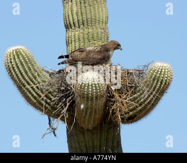 Red-tailed hawk in nest on saguaro cactus  Buteo jamaicensis Arizona - USA Stock Photo