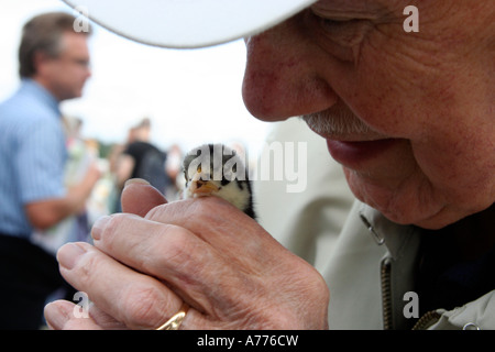 baby chick being loved by an older gentleman in the family farm at he autumn rhs malvern flower show worcestersire uk 06 Stock Photo