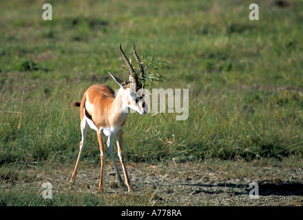A young male Thomson's Gazelle (Eudorcas thomsoni) with grass wrapped around it's horns. Stock Photo