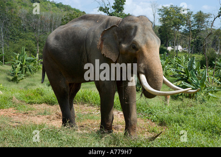 Asian Elephant in Khao Lak, Phang Nga Province, Thailand Stock Photo