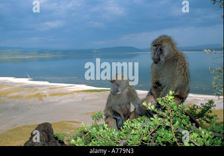 A mother and young infant olive baboon (Papio anubis) perched in a tree overlooking lake Nakuru. Stock Photo