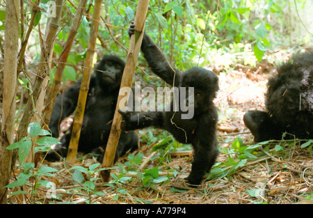 A baby mountain gorilla (Gorilla berengei berengei) playing amongst a group of adult Gorillas. Stock Photo