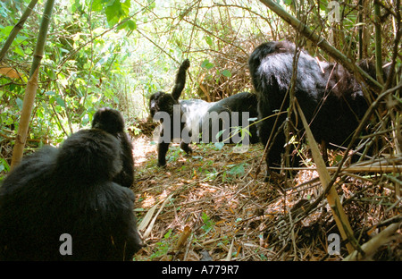 A baby mountain gorilla (Gorilla berengei berengei) playing amongst a group of adult Gorillas. Stock Photo