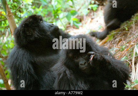 A portrait of two female mountain gorillas (Gorilla berengei berengei) in their natural habitat. Stock Photo