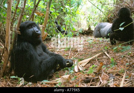 A female mountain gorilla (Gorilla berengei berengei) in a troop pulling a funny face. Stock Photo