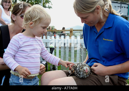 speckled chick being loved by a little girl in the family farm at the autumn rhs malvern flower show worcestersire uk 06 Stock Photo