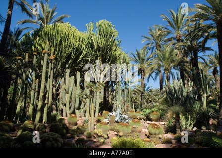 Priest Orchard in The Elx Palm Grove ELCHE Spain Stock Photo