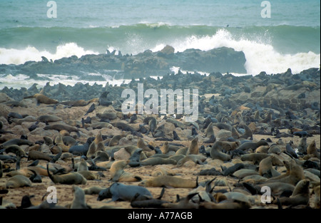 A compressed perspective view of Cape fur seals (Arctocephalus pusillus) at the Cape Cross seal colony in Namibia. Stock Photo