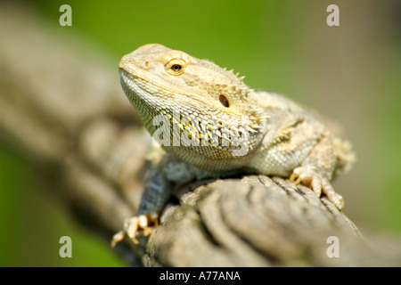 Central bearded dragon lizard (Pogona vitticeps) relaxing on a branch. Stock Photo