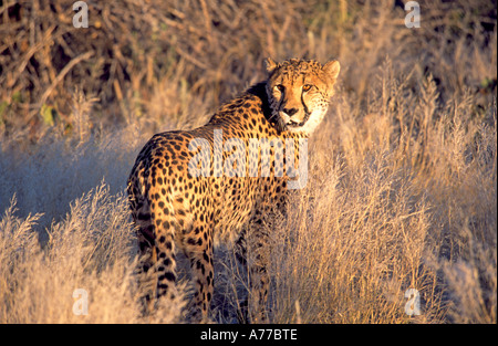 Cheetah camouflage camouflaged hi-res stock photography and images