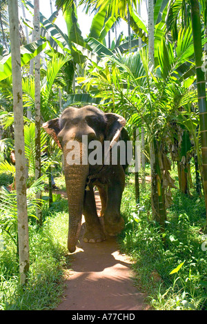 A female Indian elephant (Elephas maximus) walking through tropical jungle. Stock Photo