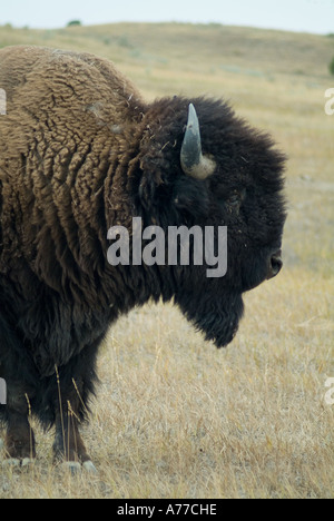 Buffalo, Buffalo Gap, Great Plains, South Dakota. Stock Photo