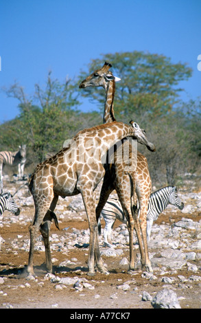 Two male Giraffes (giraffa camelopardalis) 'necking' near a water hole in the Etosha National Park. Stock Photo