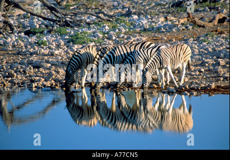 Five zebra (Equus quagga) reflected in the water as they drink at a water hole in the Etosha National Park. Stock Photo