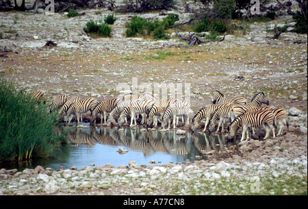 A herd of Zebras (Equus quagga) drinking at a waterhole in the Etosha National Park. Stock Photo